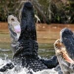 Caimanes peleando