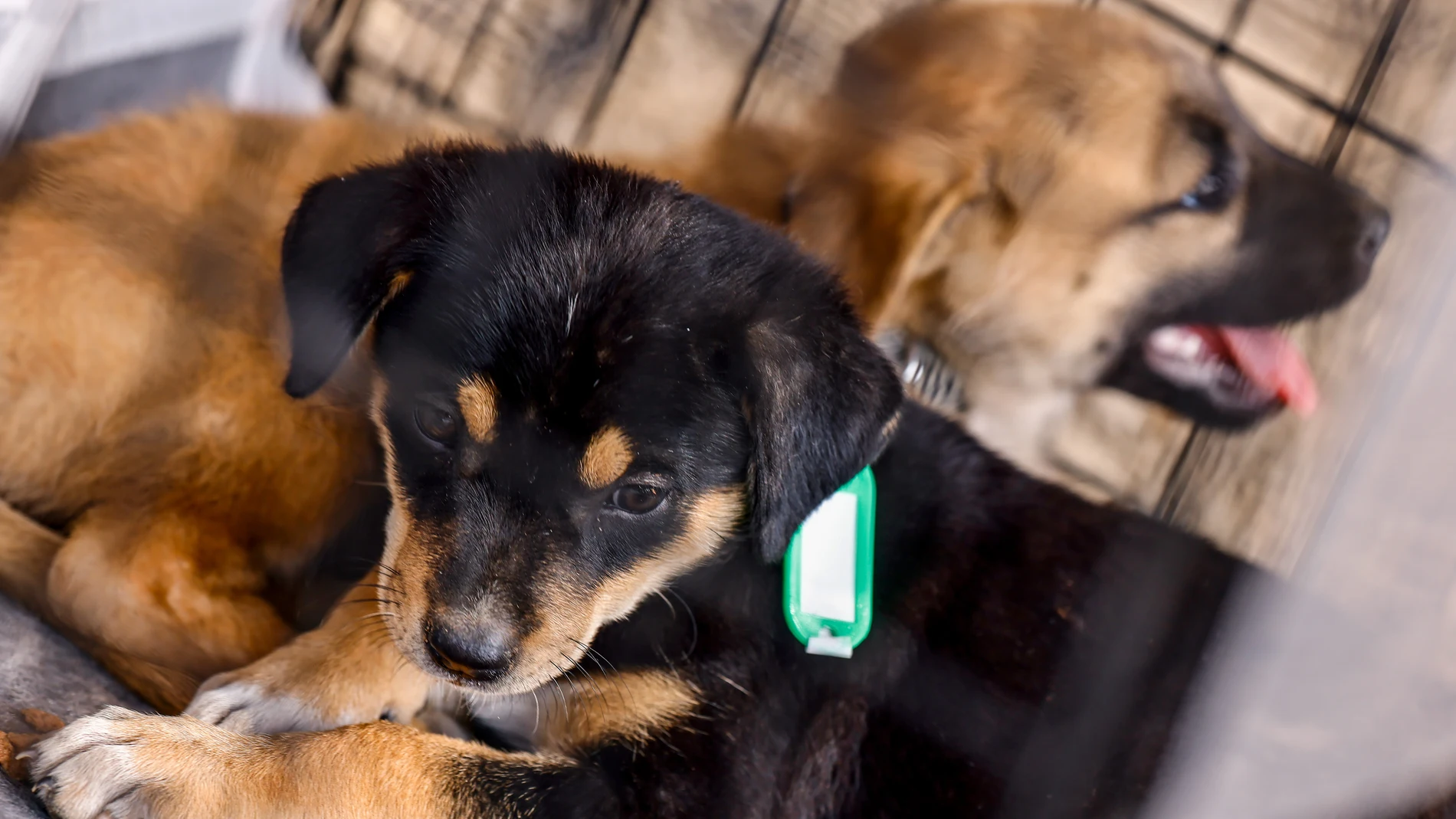 Bet Kama (Israel), 19/10/2023.- Dog puppies rest in a cage at a collection point for abandoned animals, in Bet Kama Kibbutz, Israel, 19 October 2023. Volunteers of the of the 'Brothers in Arms' reservist group search and rescue abandoned animals after attack carried out by Hamas on 07 October. 'Brothers in Arms' have taken care of 200 dogs in five days, according to the information of the organisation. More than 3,500 Palestinians and 1,400 Israelis have been killed according to the Palestini...