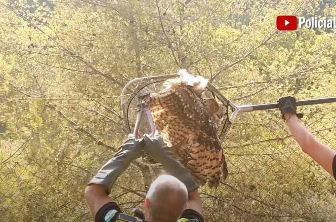 Agentes del Grupo de Protección de la Naturaleza (Gruprona) de la Policía Local de Málaga rescata un ejemplar de búho real que se encontraba atrapado en la parte superior de una alambrada
