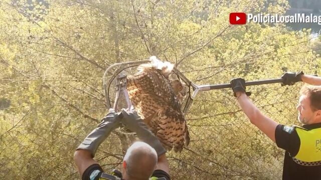 Agentes del Grupo de Protección de la Naturaleza (Gruprona) de la Policía Local de Málaga rescata un ejemplar de búho real que se encontraba atrapado en la parte superior de una alambrada