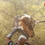 Agentes del Grupo de Protección de la Naturaleza (Gruprona) de la Policía Local de Málaga rescata un ejemplar de búho real que se encontraba atrapado en la parte superior de una alambrada