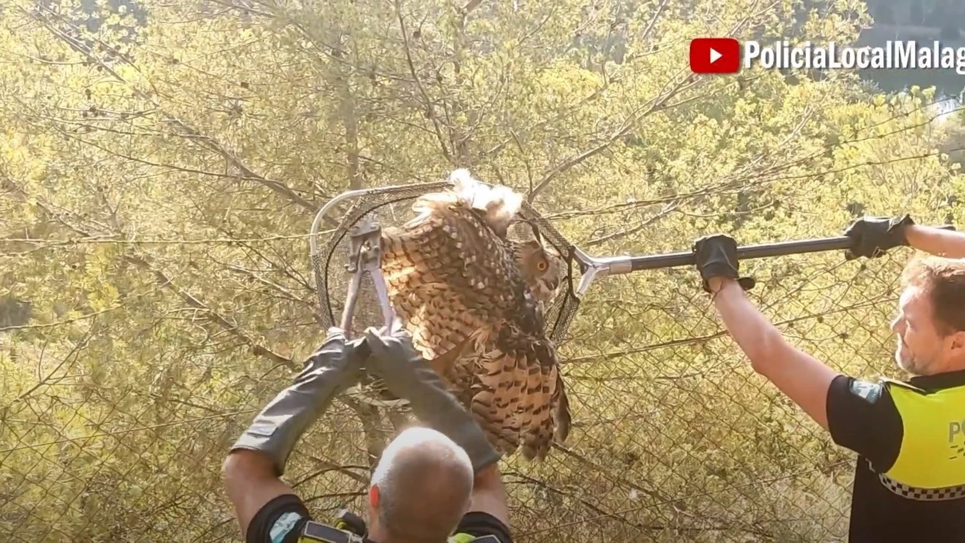 Agentes del Grupo de Protección de la Naturaleza (Gruprona) de la Policía Local de Málaga rescata un ejemplar de búho real que se encontraba atrapado en la parte superior de una alambradaPOLICÍA LOCAL19/10/2023