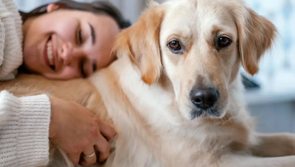 ¿Pueden vivir más los golden retriever? La respuesta puede ayudar al cáncer en humanos