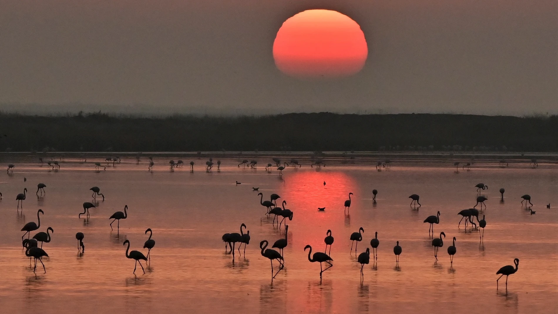 La quinta edición de Photo Nature Andalucía 2023 se celebra este sábado en Isla Mayor