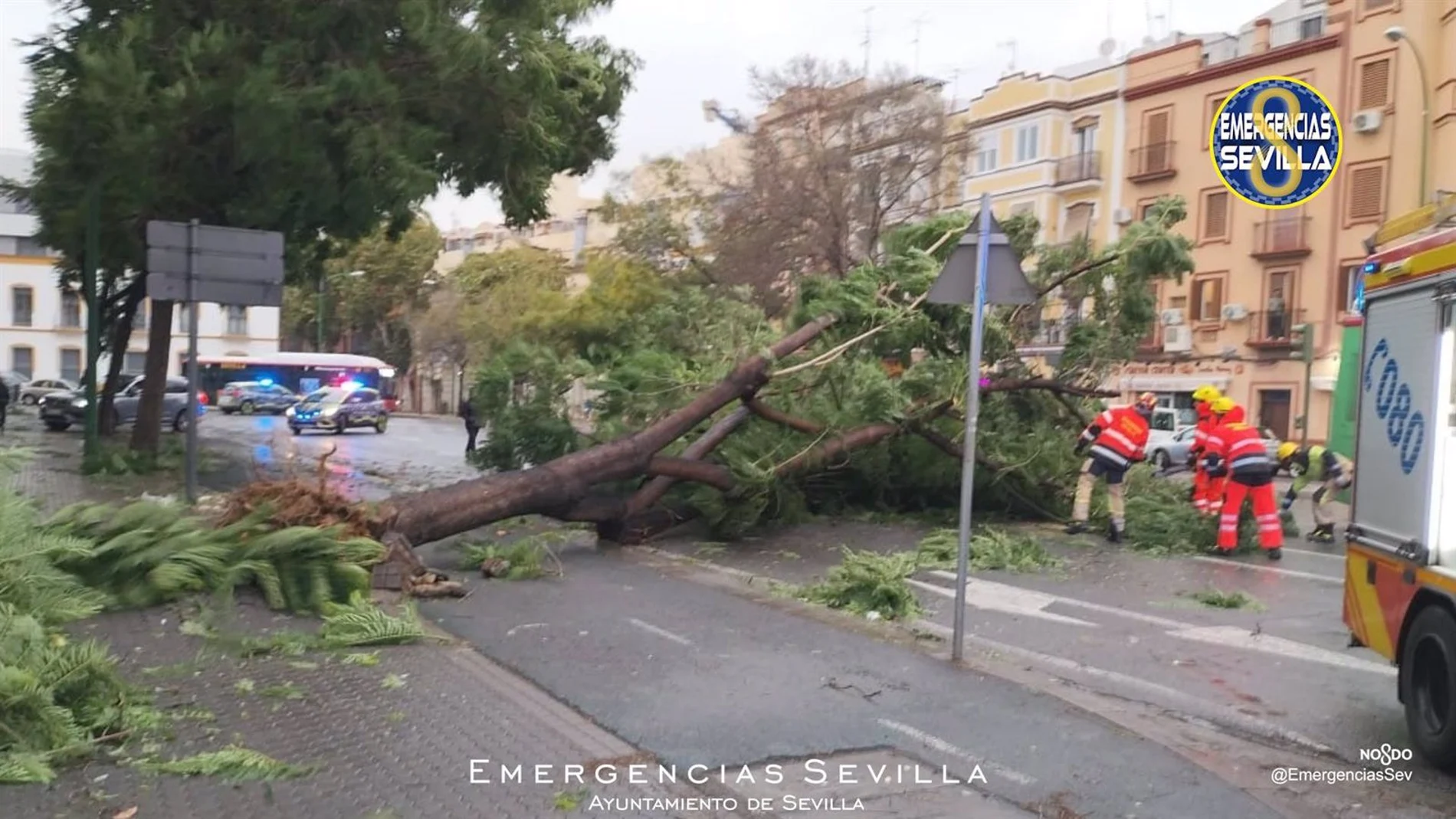 Árbol caído en Sevilla por los efectos del temporal 