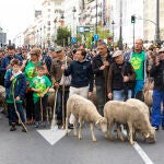 Festividad de la trashumancia con numerosas ovejas y cabras recorriendo el centro de Madrid.© Jesús G. Feria.