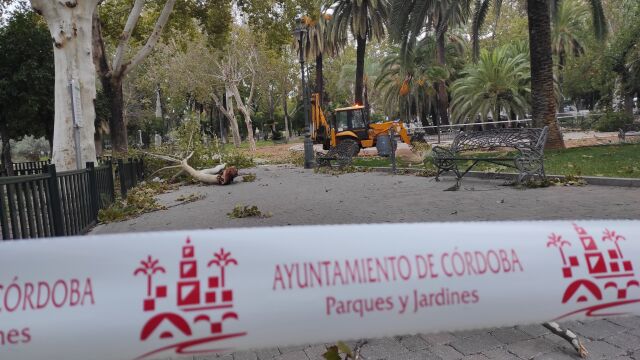 Actuaciones de Parques y Jardines ante los daños causado por la borrasca Bernard en Córdoba