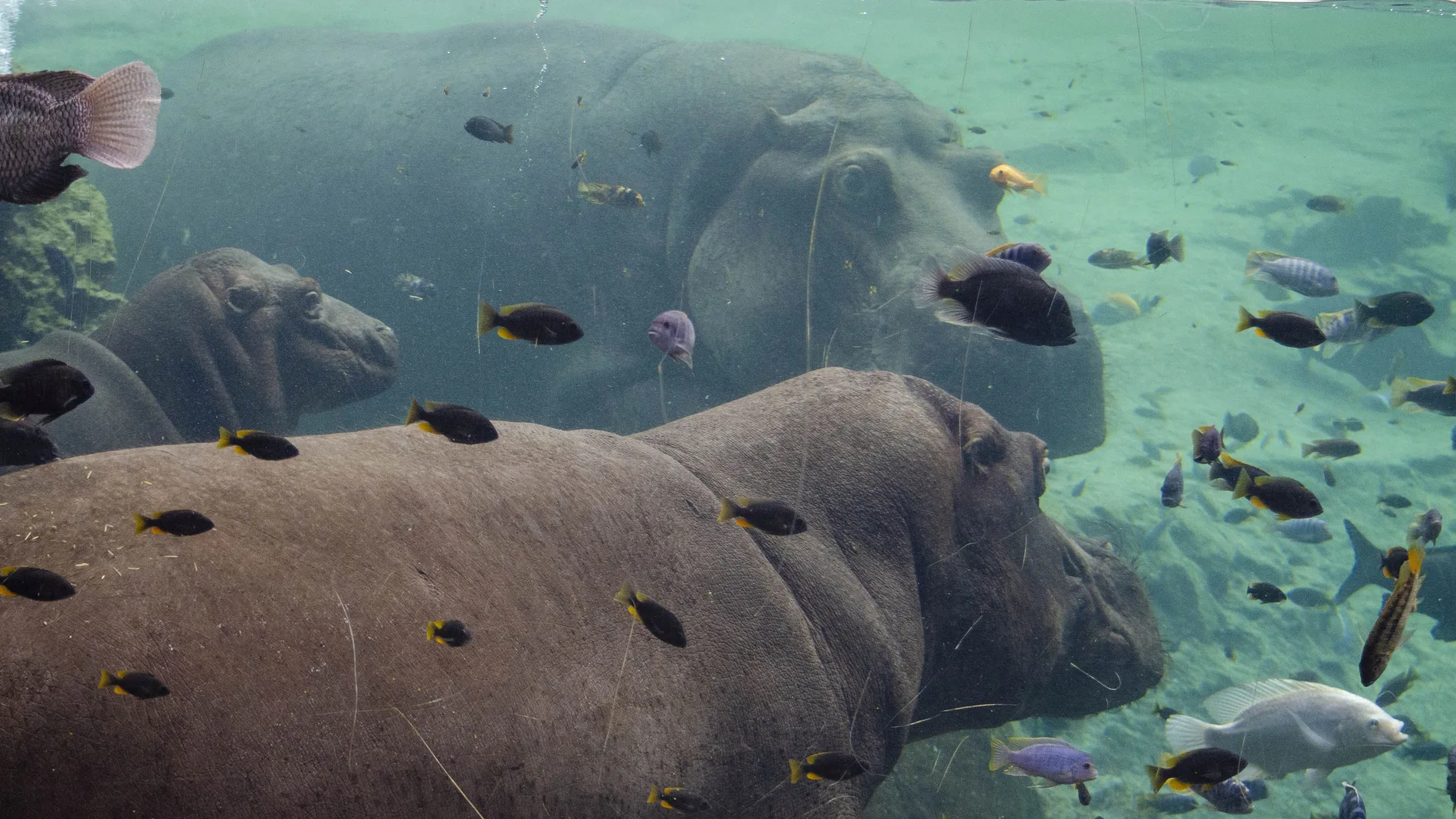 Hipopótamos en el Bioparc