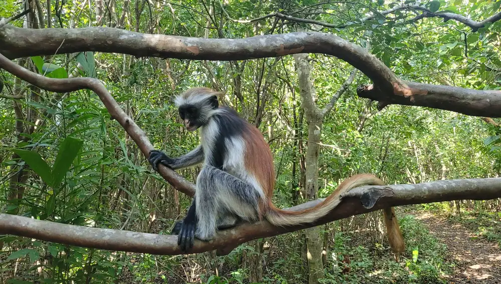Primates en Zanzíbar