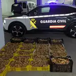 Incautadas 386 kilos de setas en Soria