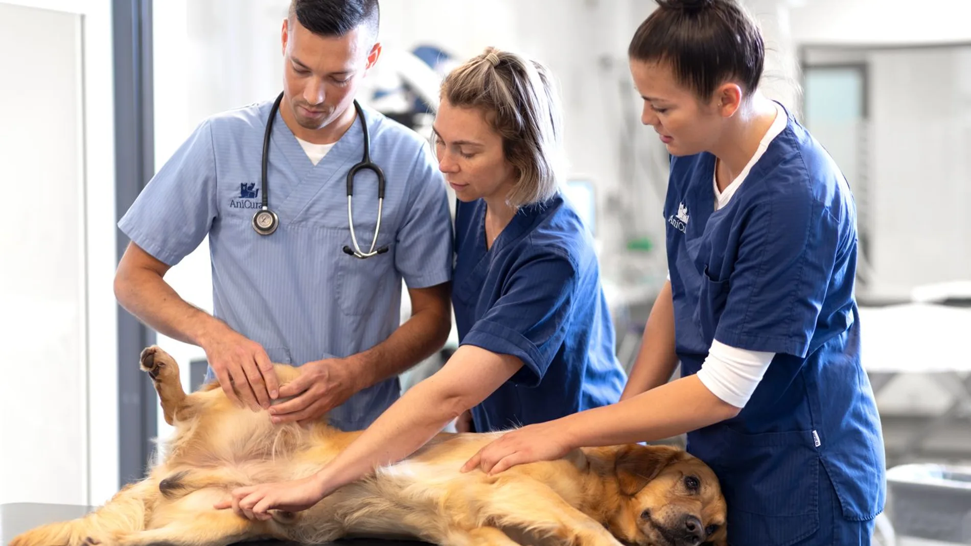 En el hospital forman también a los futuros veterinarios