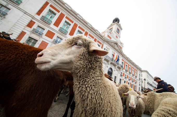 Festividad de la trashumancia con numerosas ovejas y cabras recorriendo el centro de Madrid. 