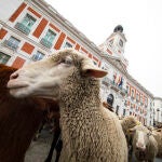 Festividad de la trashumancia con numerosas ovejas y cabras recorriendo el centro de Madrid. 