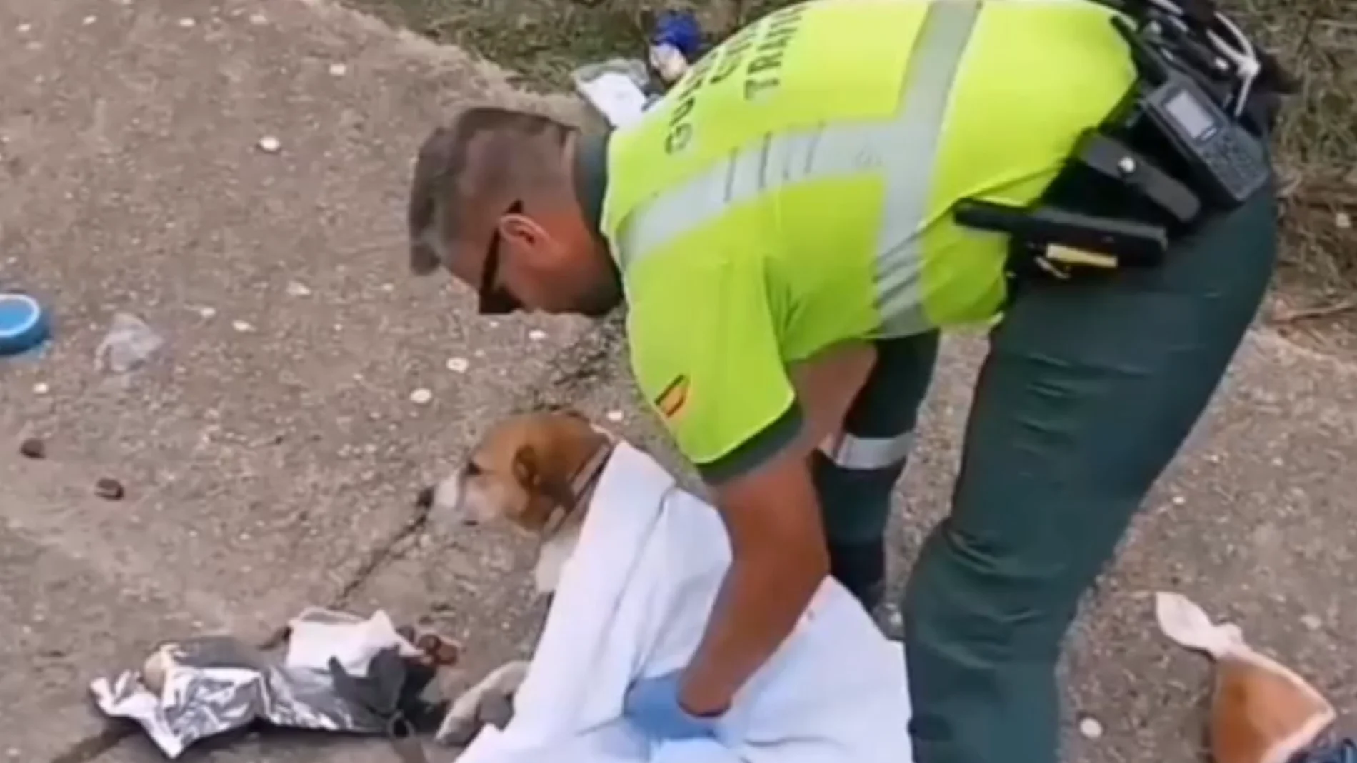 La Guardia Civil de Tráfico de Zamora rescata a un perro herido en la carretera A-52