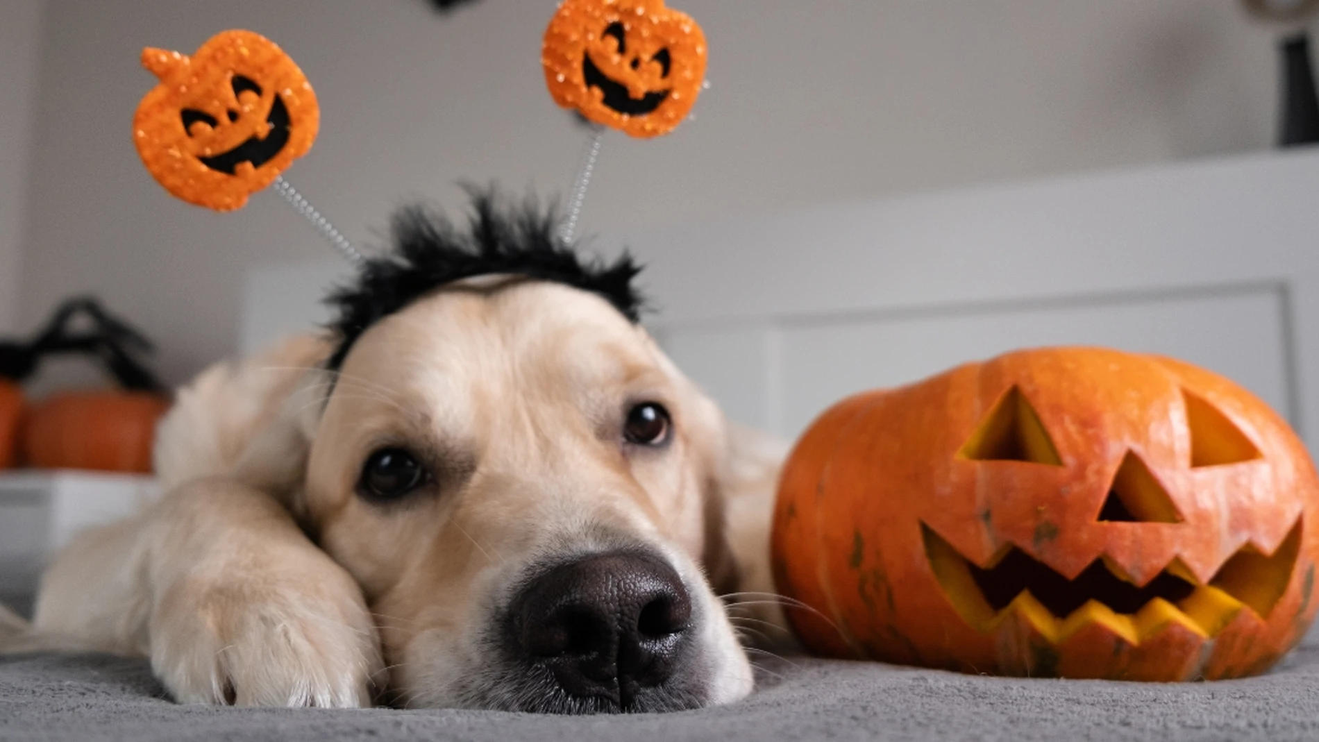 Un Golden Retriever no quiere seguir paseando debido a la terrorífica decoración de Halloween de una casa