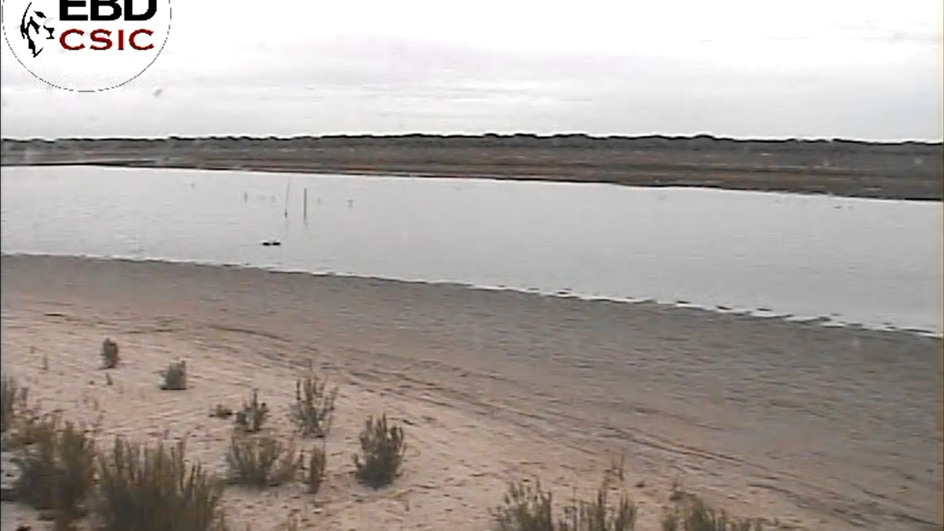 Imagen de hoy mismo de la laguna de Santa Olalla, en Doñana, seca en agosto