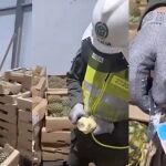 Camuflan 63 kilos de cocaína en 280 piñas falsas con destino a España