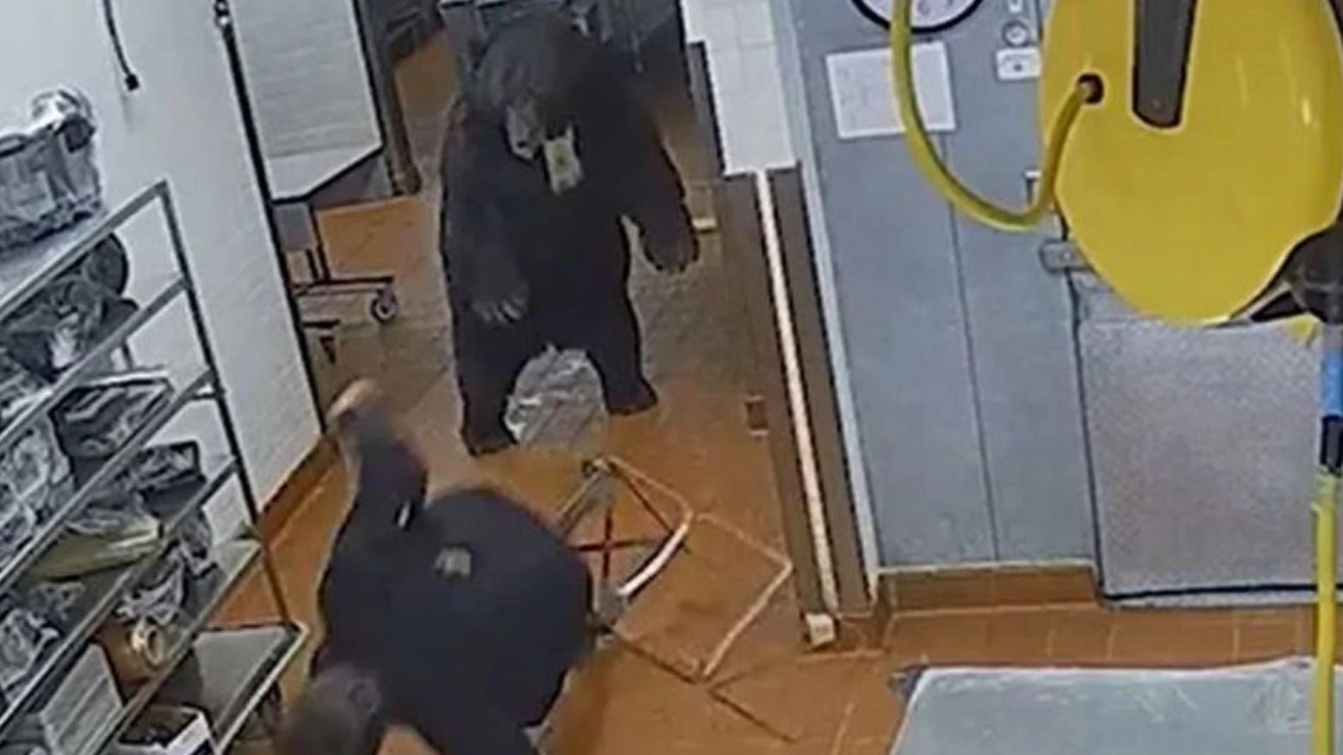Oso salvaje irrumpe en un hotel de lujo en Colorado y ataca a un guardia de seguridad
