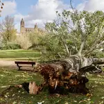 Caída de árboles por las rachas de viento en Salamanca
