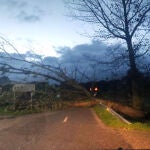 Caída de un árbol sobre la calzada entre Moral de Sayago y Moralina (Zamora)