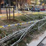 Uno de los árboles caídos en plena vía pública de Barcelona