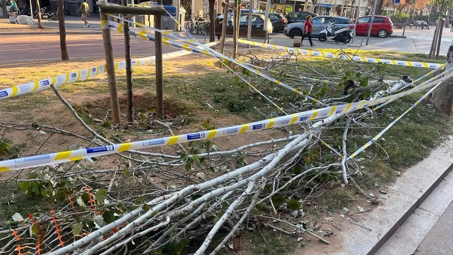 Uno de los árboles caídos en plena vía pública de Barcelona