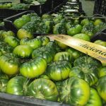 Cajas de tomate del grupo Agroponiente 