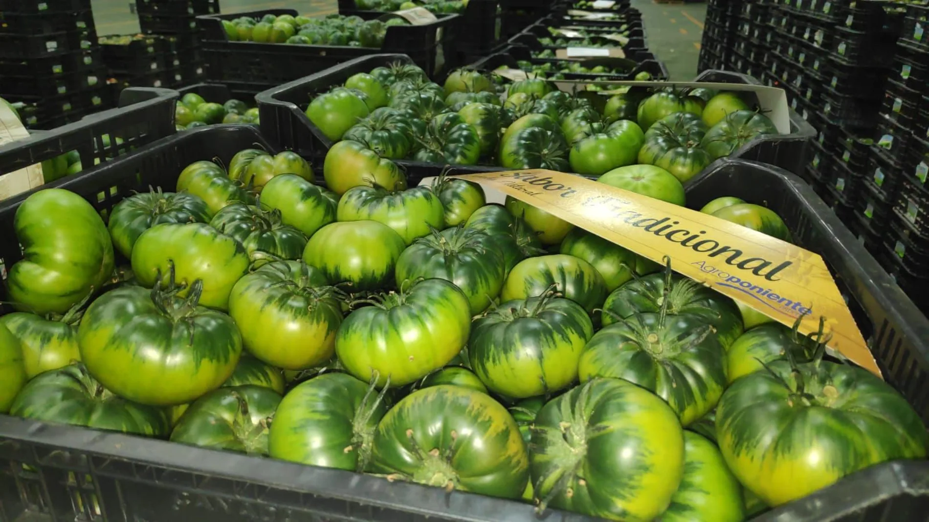 Cajas de tomate del grupo Agroponiente 