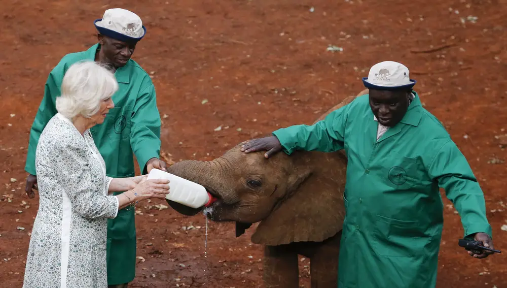 Britain's Queen Camilla feeds a calf with keeper Edwin Lusichi at the Sheldrick elephant orphanage on the outskirts of Nairobi, Kenya, 01 November 2023. 