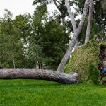 El Retiro y otros ocho parques afectados por el viento