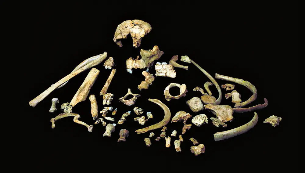 Fragmentos óseos de Homo antecessor