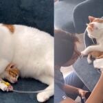 Una gata acompaña a su cría mientras recibe atención médica