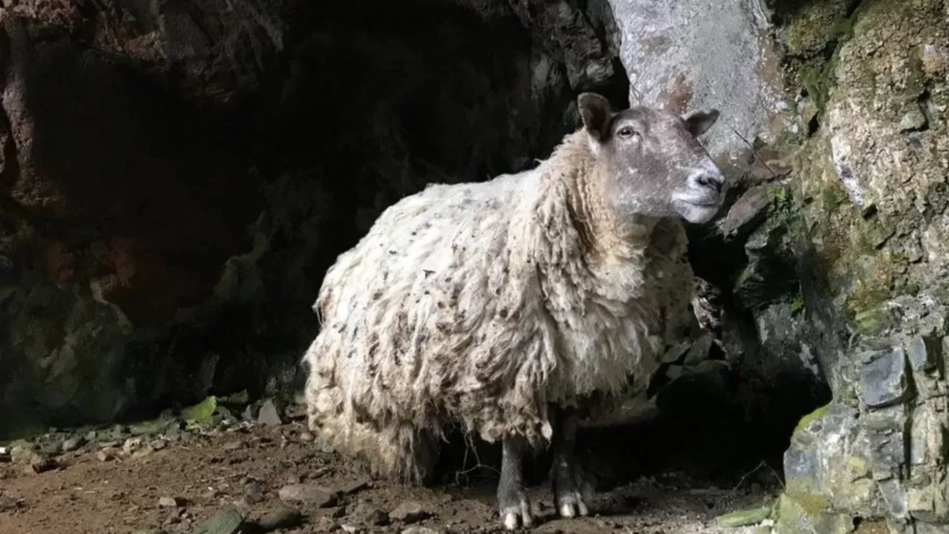 Rescatan a una oveja que llevaba dos años aislada en un acantilado 
