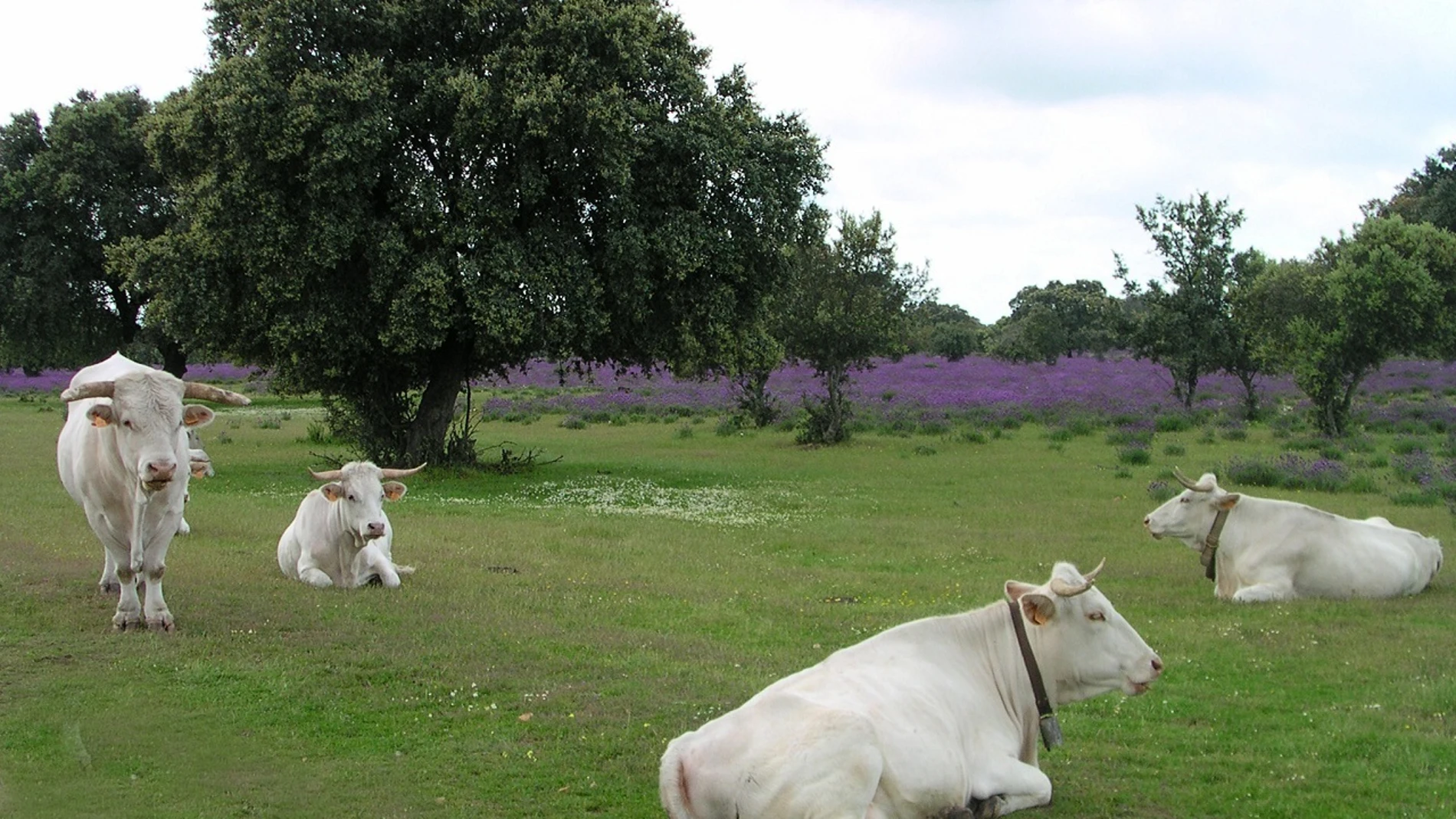 La Comunidad de Madrid anuncia ayudas para ganaderos afectados por la EHE, 'el Covid de las vacas'