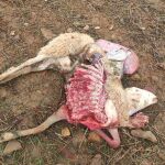 Imagen de una de las seis ovejeas muertas en la explotación del ganadero de Almendra del Pan