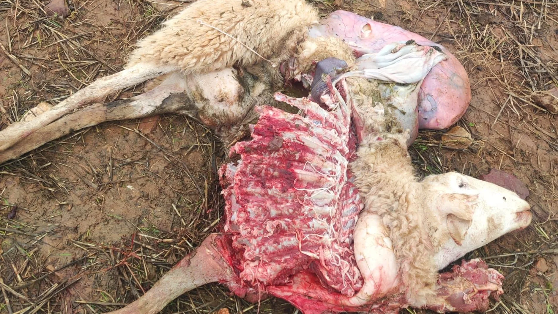 Imagen de una de las seis ovejeas muertas en la explotación del ganadero de Almendra del Pan