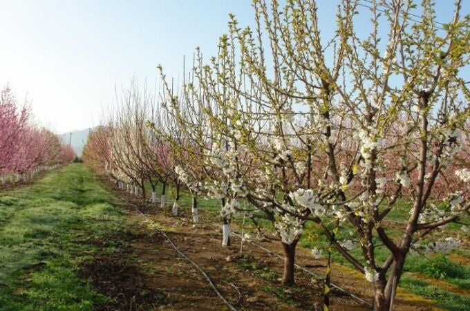 Cambio climático.- El CITA investiga la adaptación de variedades frutales al aumento de temperaturas durante el invierno