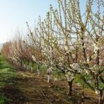 Cambio climático.- El CITA investiga la adaptación de variedades frutales al aumento de temperaturas durante el invierno