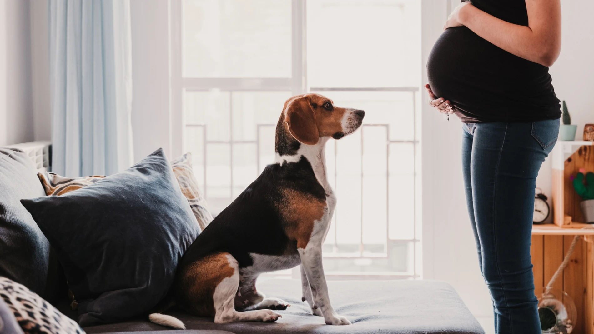 Un perro sentado frente a una mujer embarazada
