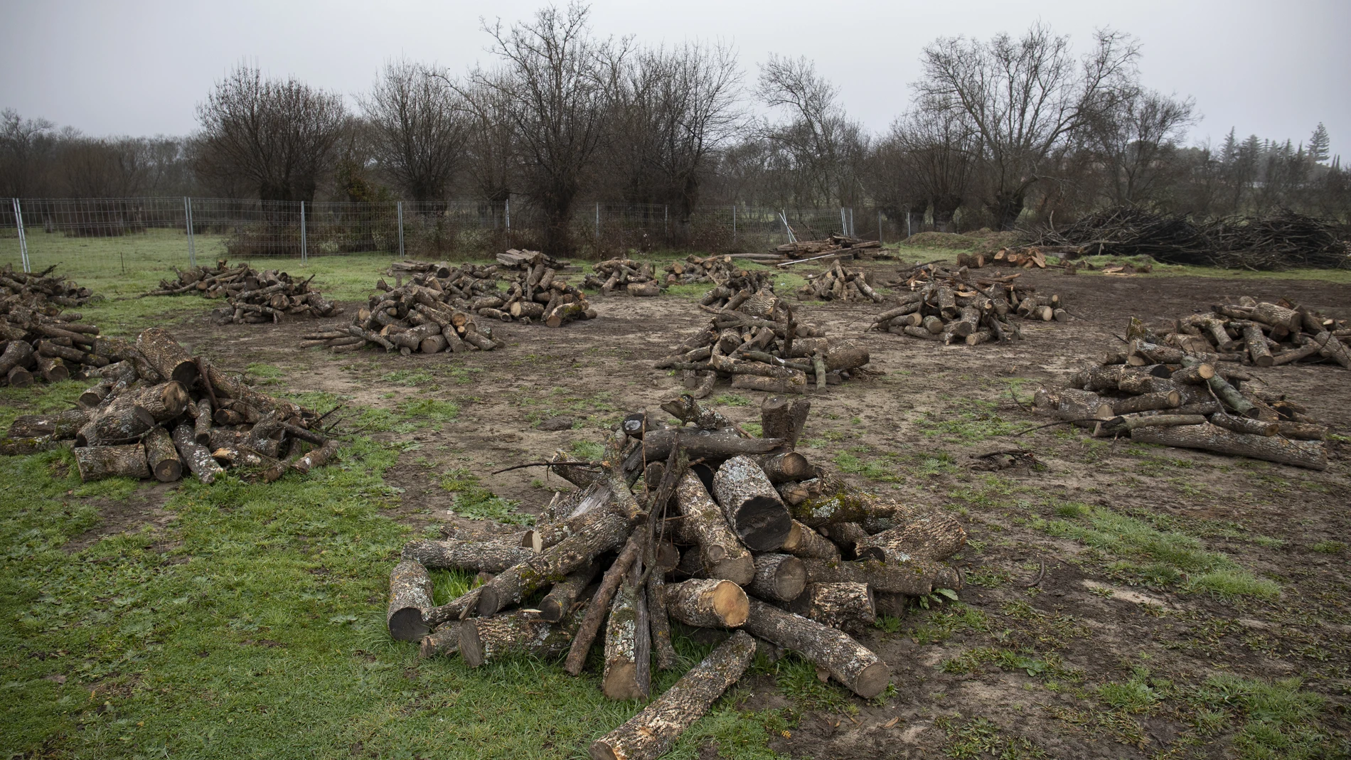 Una guía de la Comunidad de Madrid ofrece recomendaciones para la corta y poda de madera y leñas