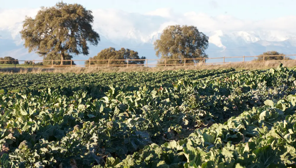 Finca de Dehesa El Milagro