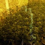 1.300 plantas de marihuana 