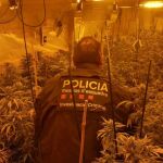 Plantación de marihuana 