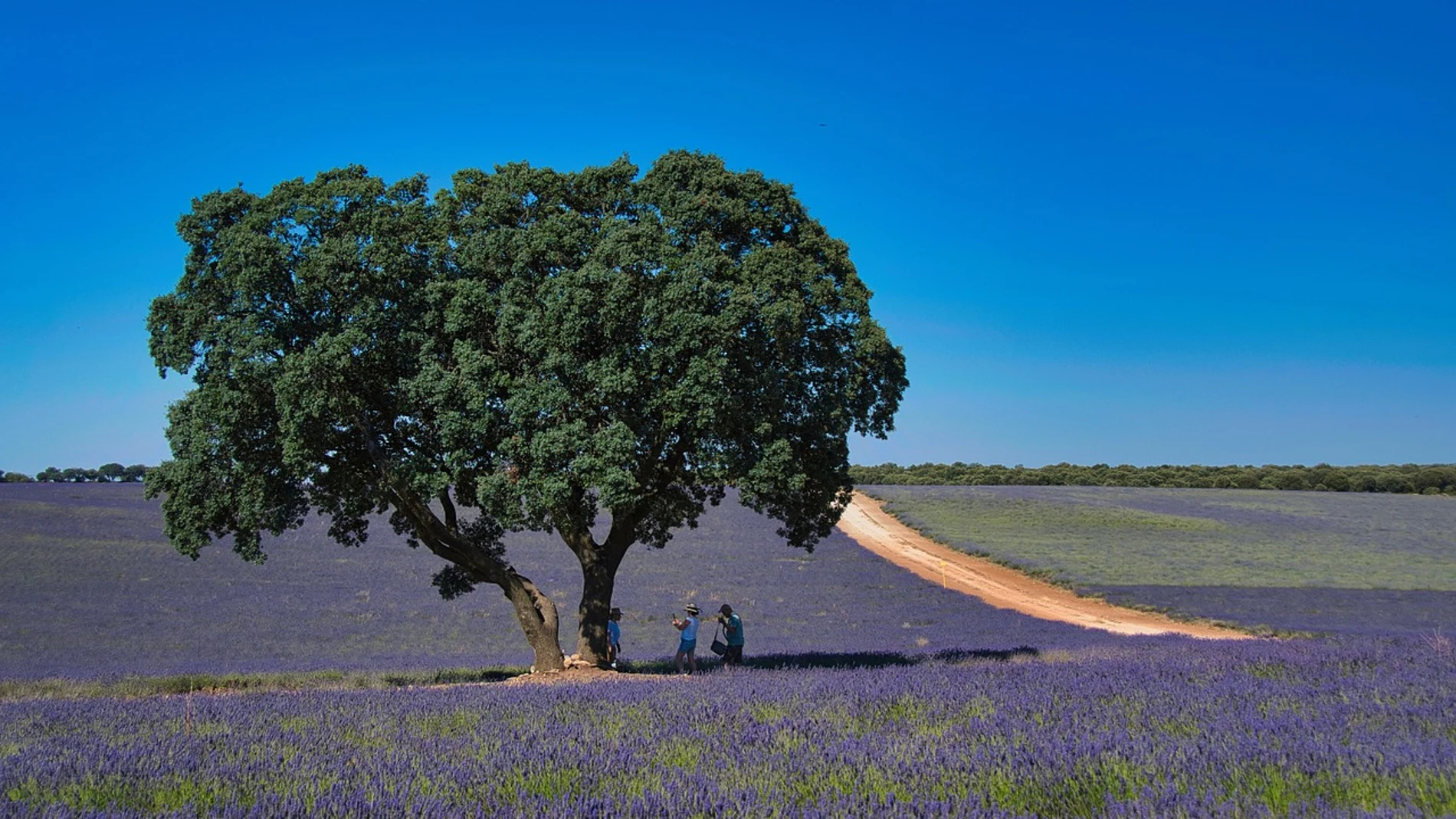 Este pueblo de Guadalajara ha sido elegido por sus campos de lavanda