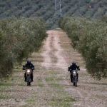 Miembros de la guardia civil durante el dispositivo de control y vigilancia para evitar robos de aceitunas