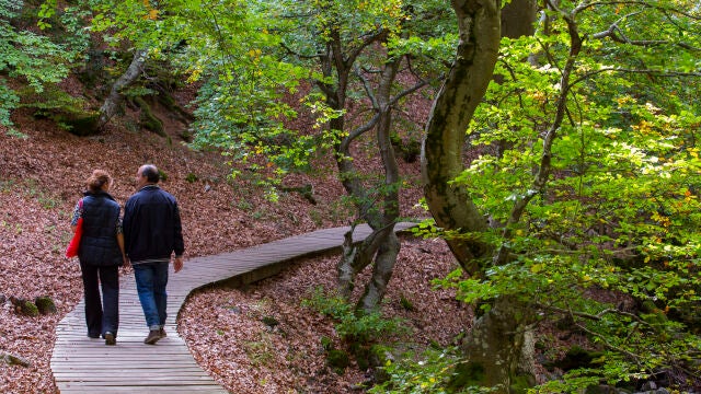 El bosque de Faedo de Ciñera