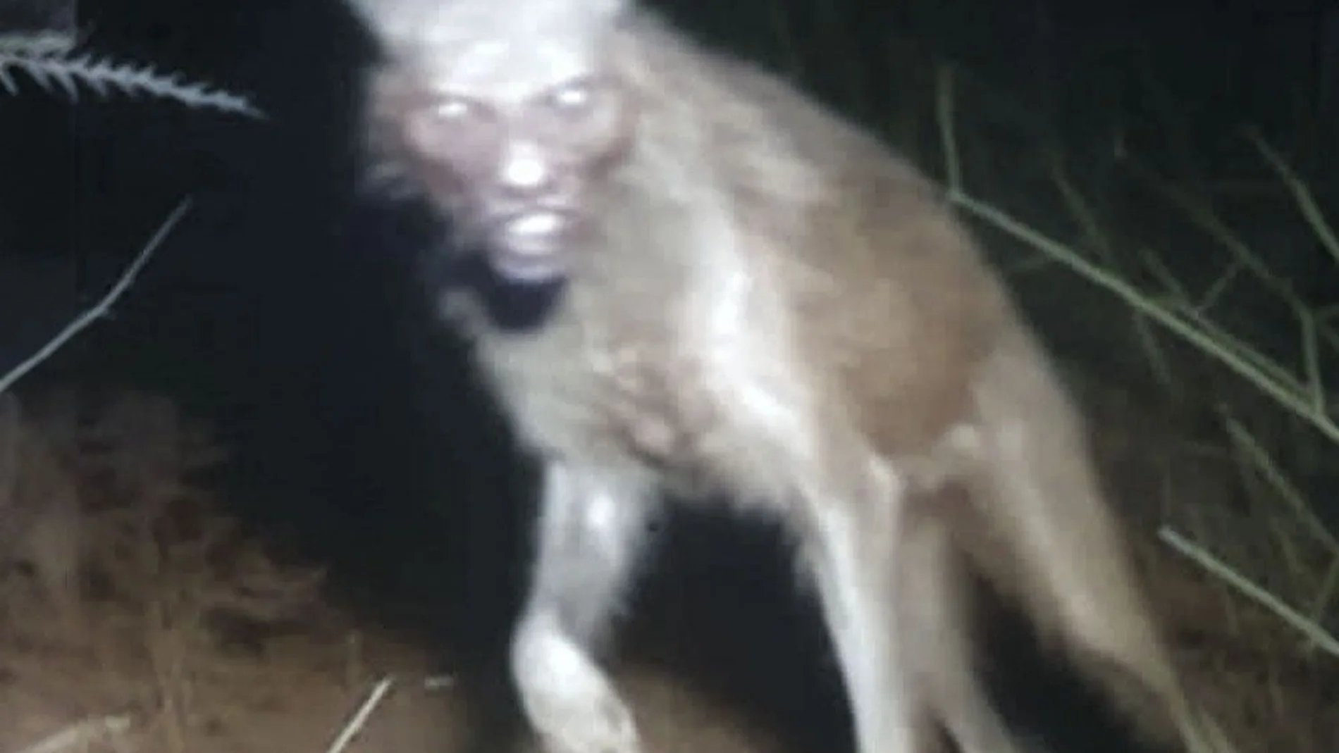 ¿Fotografiaron un nahual en Oaxaca?
