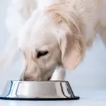 Un perro comiendo de un bol 