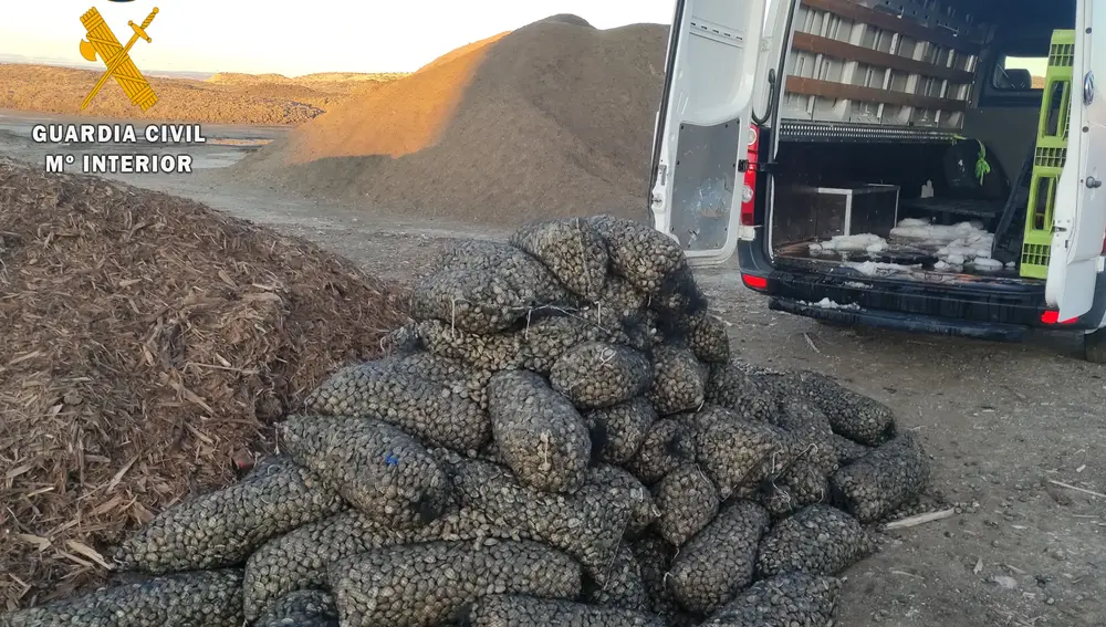 Intervenida en Aragón una carga de almejas no aptas para el consumo con destino a Italia
