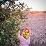 Frutos de argán: ¿otro superalimento?